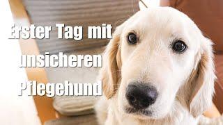 Erster Tag mit ängstlichem Hund aus dem Tierschutz - Ein neuer Pflegehund zieht ein