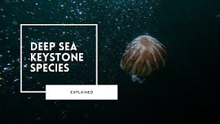 Keystone Species of the Deep Sea