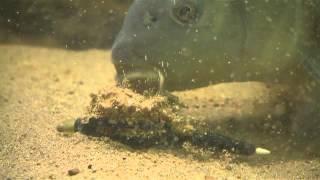 Bait-Tech's Underwater Footage at Sparsholt - Part 1