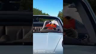 Elmos wild! #elmo #funny #memes