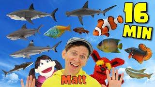 Sharks and Fish Songs | 16 Minutes Long Play | What Do You See? Song