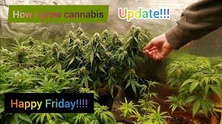 How i grow cannabis!!!  Friday garden update.