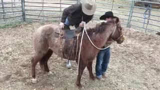 Texas Bronc Ride/Colt Starting