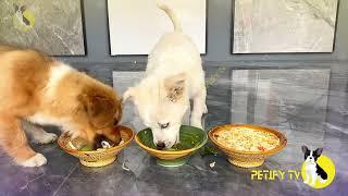 Petify TV Dogs Series 6  Funny Puppies Food Review Videos    Dog food review channel 2024