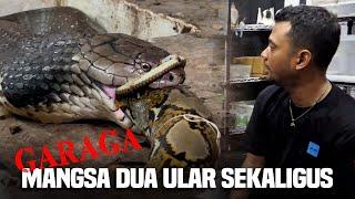 KING COBRA GARAGA MAKAN DUA ULAR SEKALIGUS !!