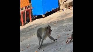 Smart Baby monkey running for life