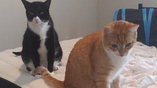 Meow Monday: hanging with 9 cats #cat #viral #relaxing