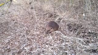 Нападение бобра на человека Часть 1