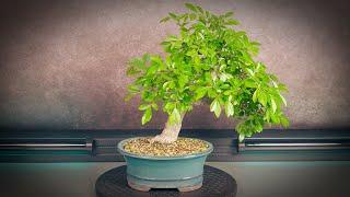 Chinese elm bonsai pruning (tree 3 - part 2)