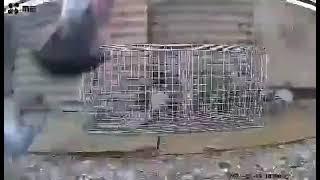 Humane Live Animal Trap Foldable Catch Cage for Beavers Bobcats Cats Foxes Groundhogs