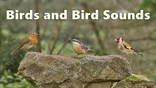 Bird Sounds for Cats Spectacular ⭐ 10 HOURS ⭐ Paul Dinning