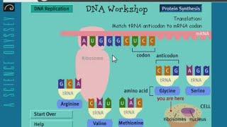 HS-LS1-1: Central Dogma of Molecular Biology (PBS DNA Workshop)