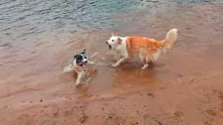 Border Collies Misty and Saron cooling off.