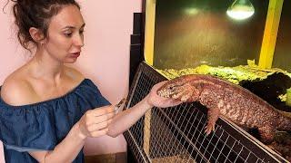 Feeding A PET DRAGON  Tegu / Improved cooling in the greenhouse