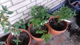 Maibeeren im Kübel anbauen