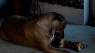 Scrappy Doo Chewing On Her Bone!