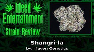 Shangri-la by Maven Genetics - Review - June 2024