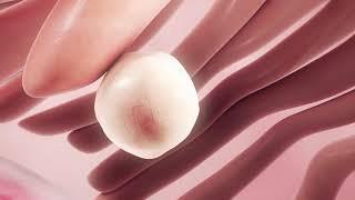 Ovulation. An Animated Glimpse into the Female Reproductive Cycle