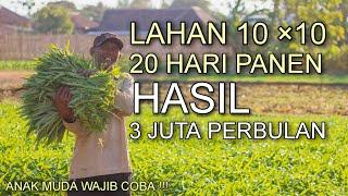 GAJI 3 JUTA/20 HARI -PROSPEK USAHA TANI LAHAN SEMPIT 10 ×10 M² SAYURAN KANGKUNG!!