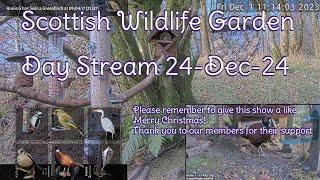 Day Stream December 24th 2024 | Bird Feeders, Wildlife Cameras Scotland UK from SWG