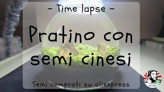 Pratino con semi cinesi - Timelapse