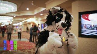 Kiba's BLFC 2018 Con Video (Biggest Little Fur Con)