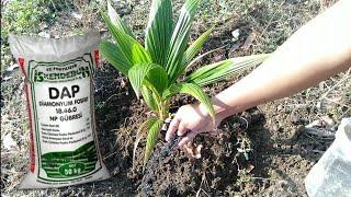How to put fertilizer for coconut tree grow fast   Coconut Factory