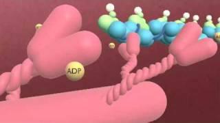 Sliding Filament