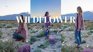 California Superbloom 2024 -Wildflowers & Campout in the Anza Borrego Desert