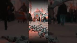 Safar Jab Nadine Se Shahre Karbala Kiya Status | Hazrate Ali Status | Shere Khuda Status | #shorts