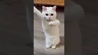 cat dance #shorts #viral  #trending #india #bollywood #hollywood #punjab #music #dance #canada #cat