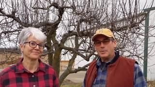 Pruning the Old Apple Tree