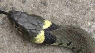 grass snake in garden