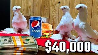 1-е место в конкурсе $40,000! Двухчубые голуби. Tauben. Pigeons. Palomas. Pombos.