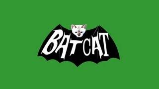 Batcat (Batman Parody)