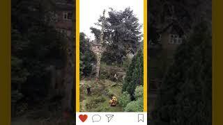 Watch how this tree gets cut!  | Tree Surgeon Enfield #TreeRemoval #TreeCuttingService #Short