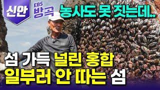 [전남 신안] "돈 되는 거 알아도 안 캐요" 섬 가득 널린 홍합, 일 년에 딱 두 번만 따는 바보섬?｜돌만 나오는 척박한 섬 풍족히 먹고살게 해준 바다｜#한국기행 #방방곡곡