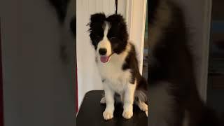 How to tape Border Collie ears to tip (Japanese Ear Tape Method)