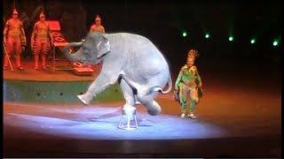 I couldn't believe elephants could do this. - Chimelong International Circus, Guangzhou, China