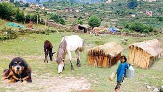 This is Himalayan Nepali village life || Naturally And Beautiful mountain daily activities lifestyle