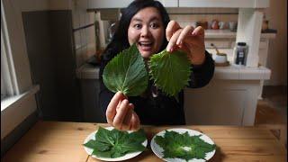 What's the difference between kkaennip and shiso?