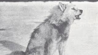 Greenland wolf | Wikipedia audio article