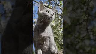 Blossom Peak in Turku #cat #kissa #russianblue #catlover #venäjänsiniset #golubika #cattery #pet