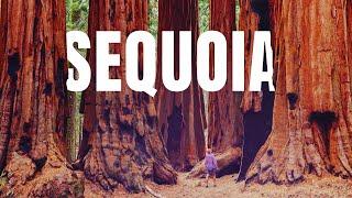 The ULTIMATE Sequoia National Park Travel Guide