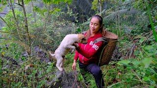 Build a wooden bathhouse. Go up the mountain to find medicinal plants - Building Free Life