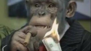 CareerBuilder.com: Monkey Business (full compilation)