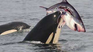 Why are whales afraid of orcas