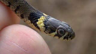 First snake of the year - Barred Grass Snake - Natrix Helvetica - London