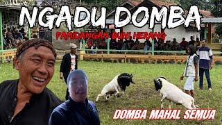 Ngadu Domba ‼️ Domba Mahal Semua lagi Latihan di Pamidangan Buni Herang