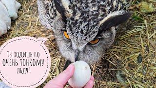 I help the owl to shift the egg. Oh, where is it?